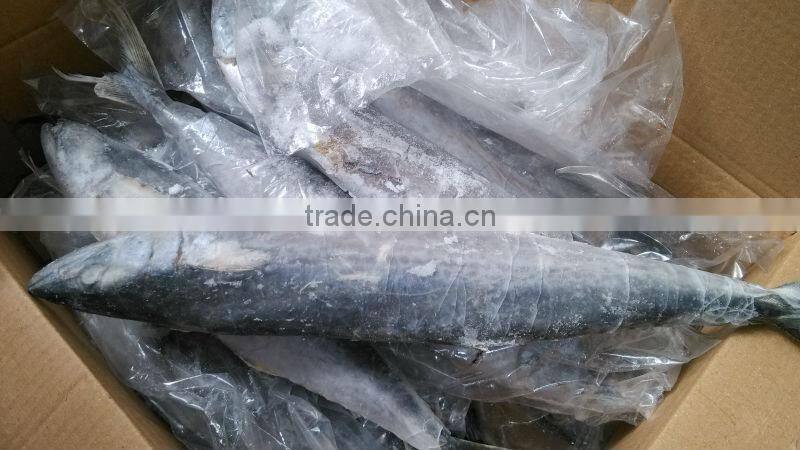Frozen spanish mackerel fillets