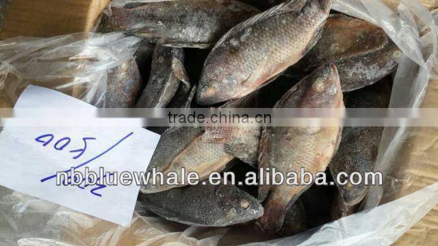 Fresh water black tilapia, IQF Tilapia Fillets