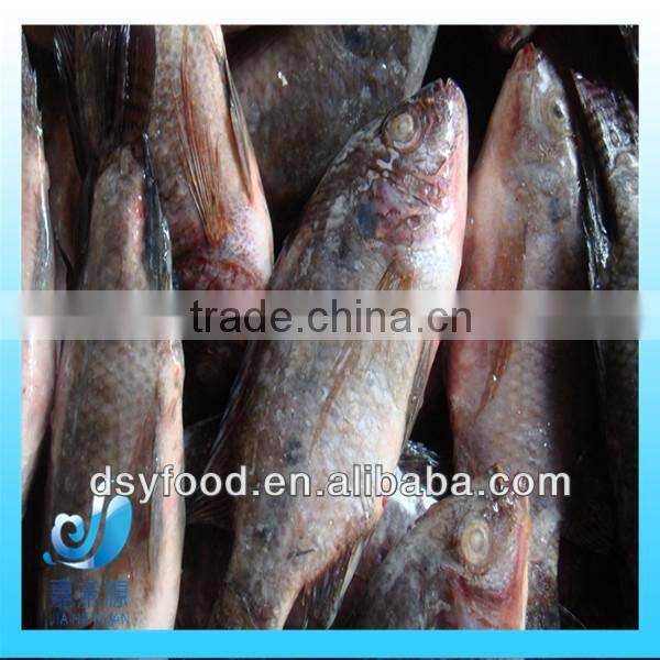 Frozen fresh small whole round red tilapia