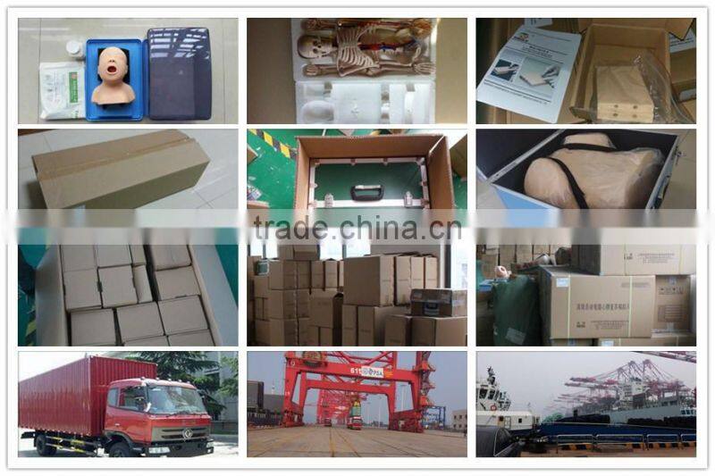 Life-size 2 lumbar vertebra, pelvis anatomic model