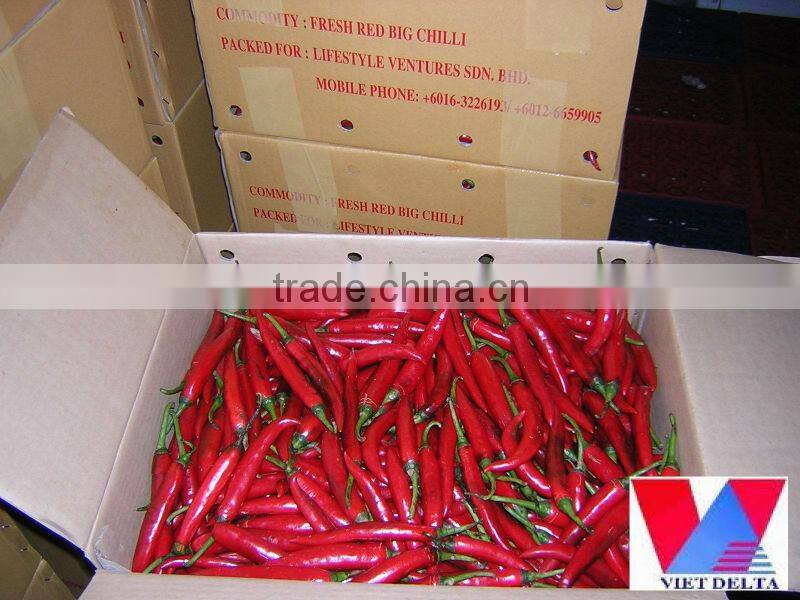 Fresh big red chilli/ Vietnam red chili