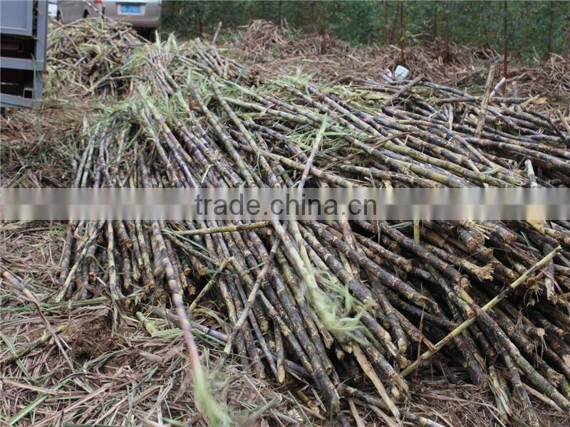 New technology sugarcane peeling machine 6BCT-5 sugarcane leaf peeling machine with low damage rate