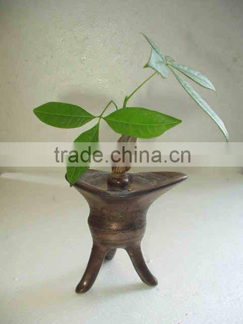 decorative pachira ornamental plants