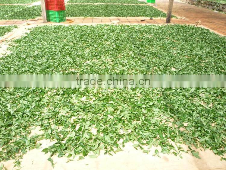 Good quality oolong tea - High grade Vietnam oolong tea