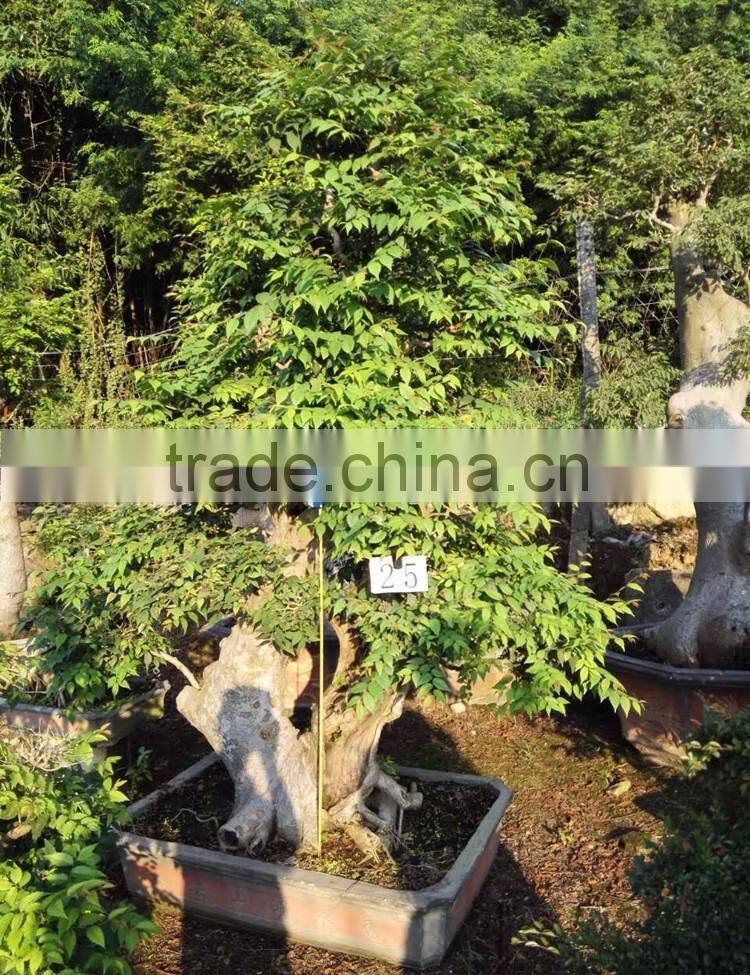 Sale Ulmus Pumila for outdoor planting