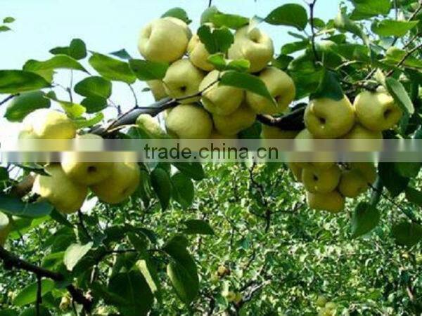 fresh ya pear&new crop&the most lowest price