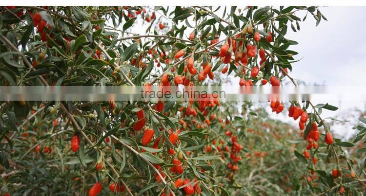 Organic Goji from China