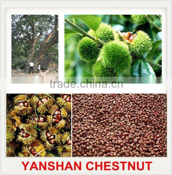 2015 High Quality Fresh Raw Chestnuts