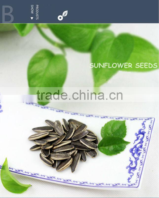 Bulk New Crop Striped Common American Sunflower Seeds