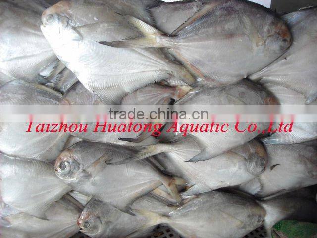 Frozen Silver Pomfret