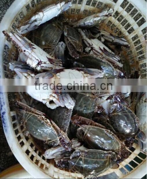 Frozen Whole Blue Swimming Crab