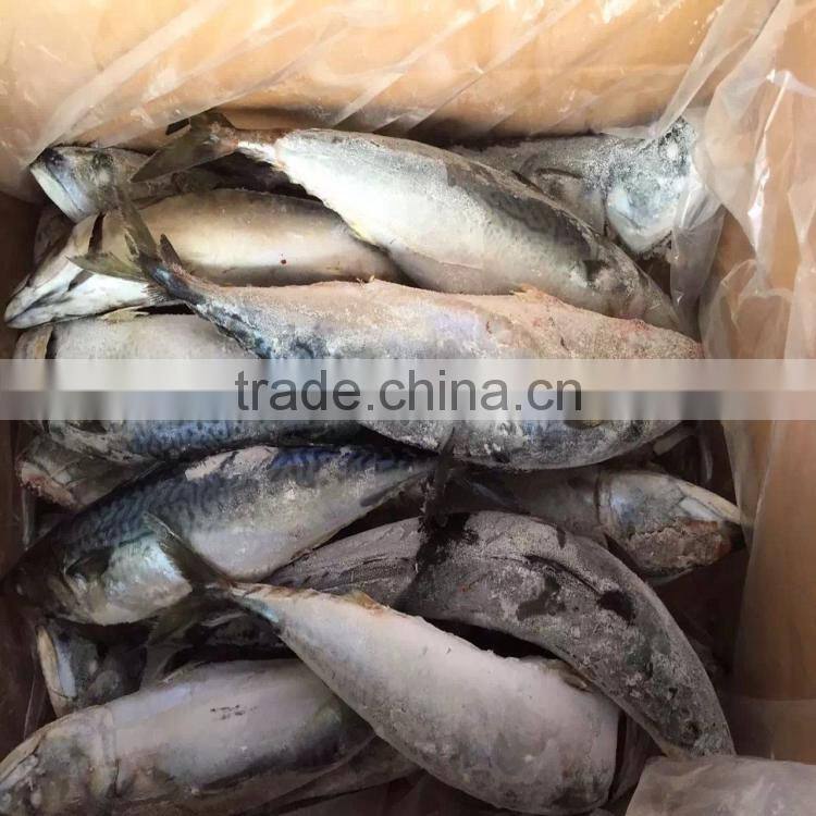 Pacific mackerel 3-5 seafrozen mackerel for sale from China supplier