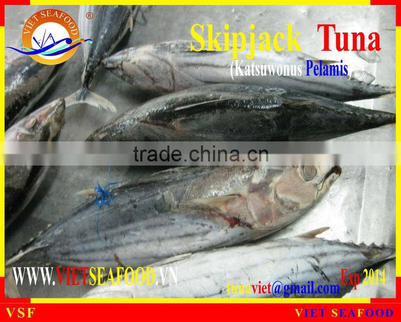 FROZEN WHOLE ROUND SKIPJACK TUNA