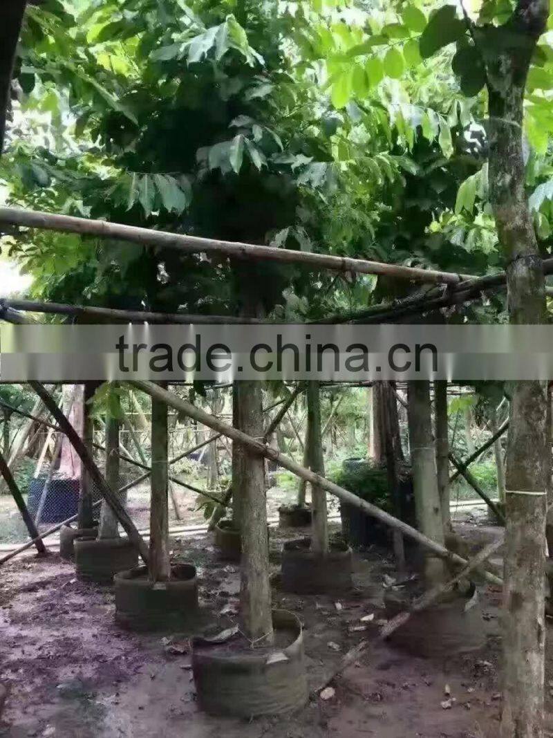 Lagerstroemia speciosa flower plants