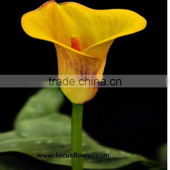 Fresh Cut Flower Yellow Calla Lily With High Quality And Reasonable Price For Wedding Table Centerpiece Decoration
