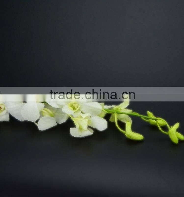 Gift classical decor flower orchid white
