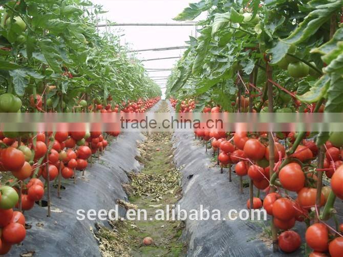 Fruit Seeds Tomato Seed for Processing