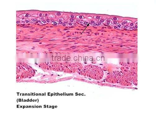 Medical slides/ Prepared Microscope Histology slides/Epithelium Sec. Slides