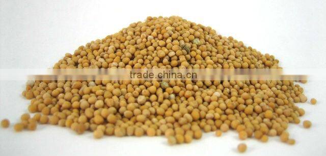 Mustard seeds supplier