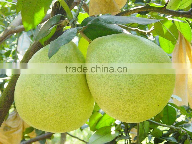 Citrus Fruits New Crop Wholesale Prices of Pomelo