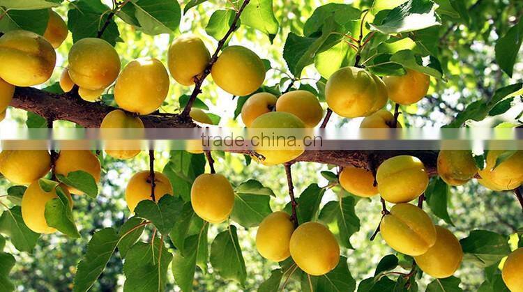Apricot tree seedling