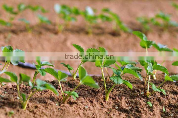 strawberry seedling nursery