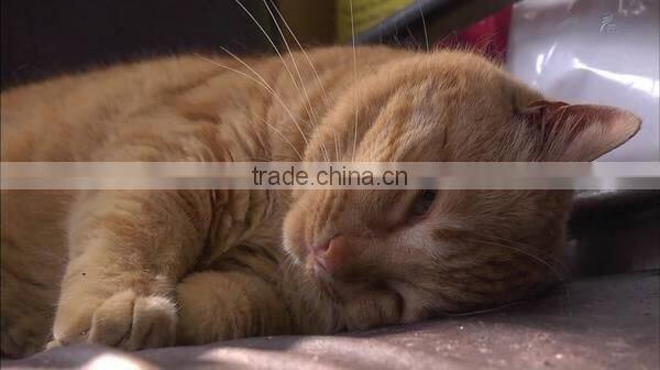 made in China get free samples white ball cat litter