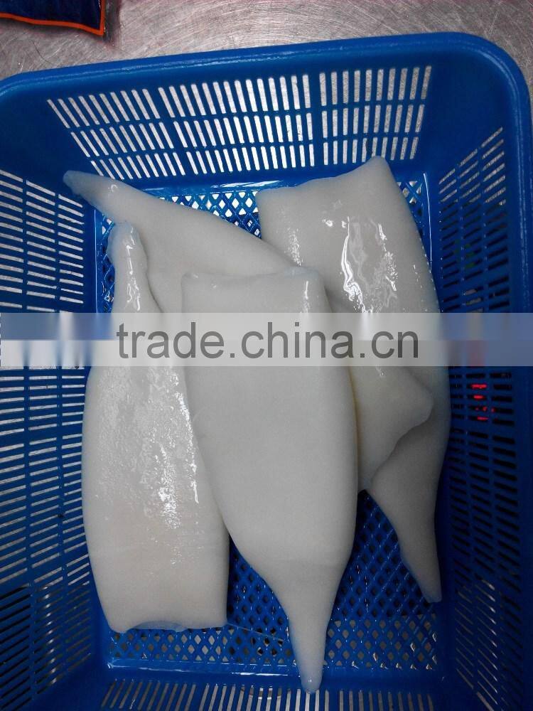 squid tube u8 of japanese squid