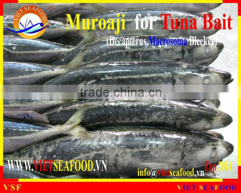 MUROAJI FOR TUNA BAIT