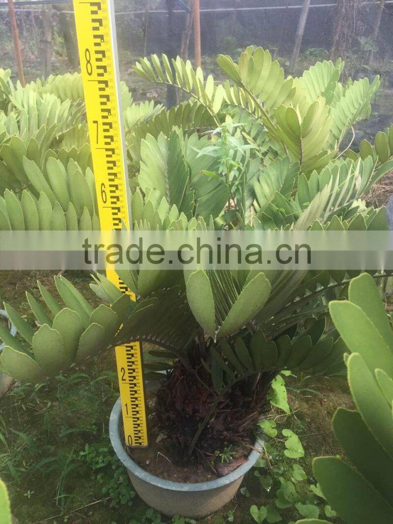 zamia furfuracea bonsai dia 8-20cm