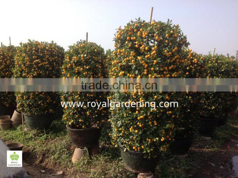 Citrus mitis ( Citrofortunella microcarpa) Ornamental plants