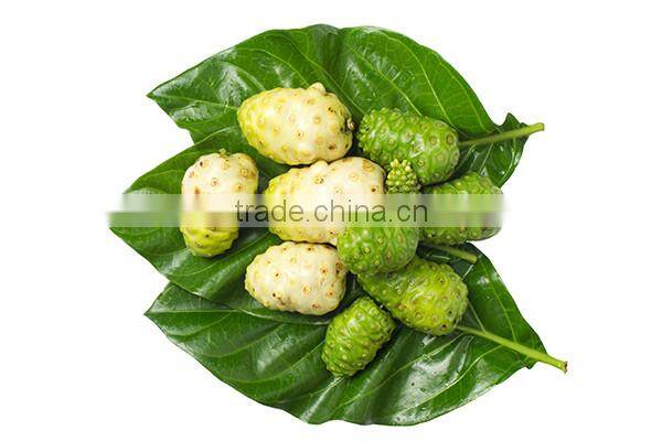 Premium quality Noni powder bulk suppliers