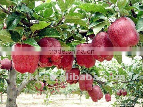 fruit market prices apple