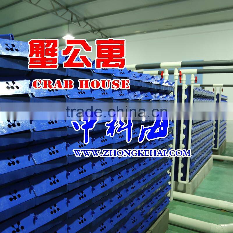 Soft shell crab soft shell crab farm crab farm