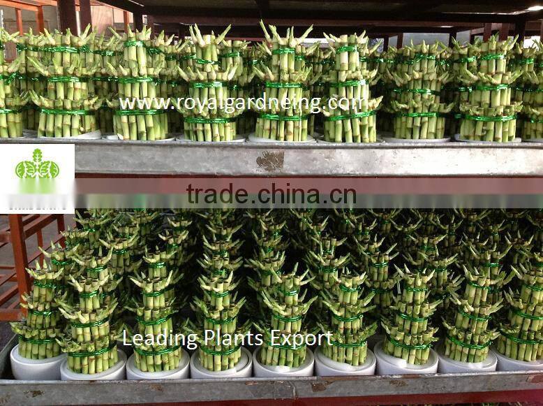 Lucky bamboo ( Dracaena Sanderiana) 3 layers