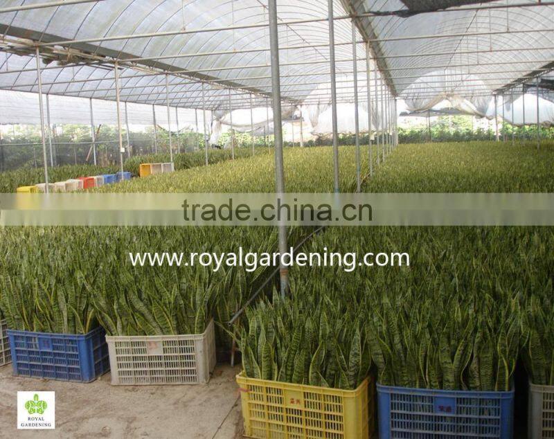 Sansevieria trifasciata(Snake Plant )Ornamental Plants