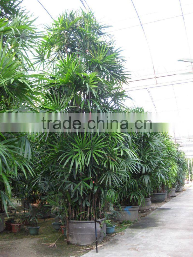 Rhapis excelsa high 3-5m