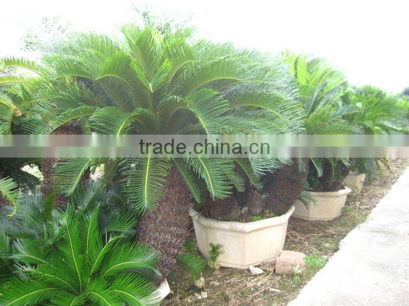 cycas revoluta multi-heads potted and rooted