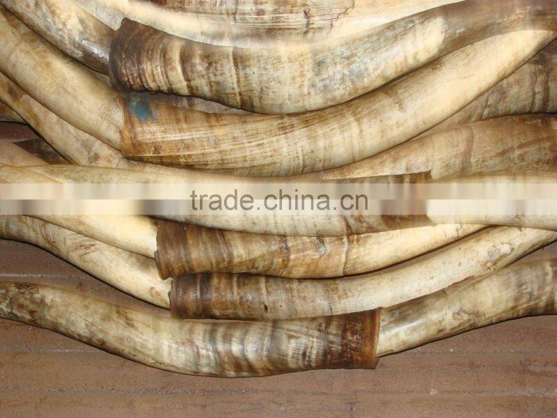 Raw Cow Horns in Nigeria