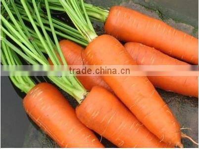 Fresh carrot hot sale