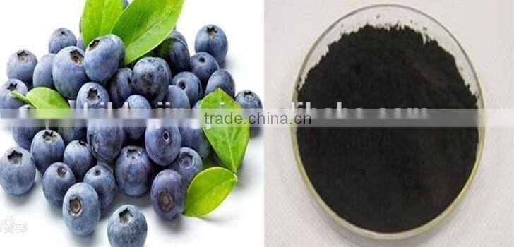 High quality dried blueberry powder/extract