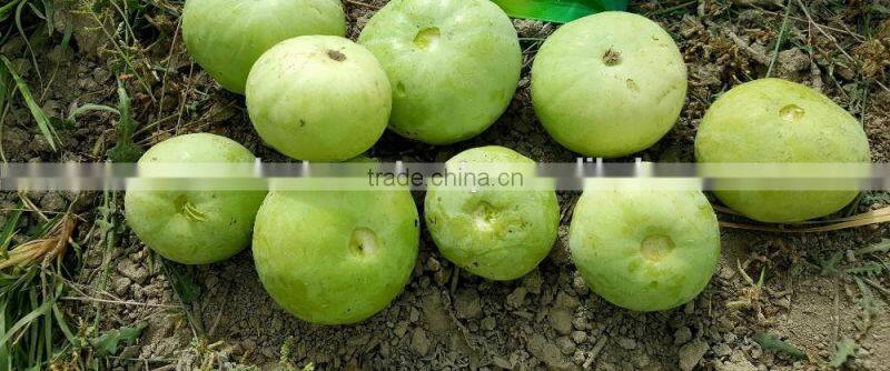 Hybrid TINDA ROUND GOLD SPECIAL F1 Seeds