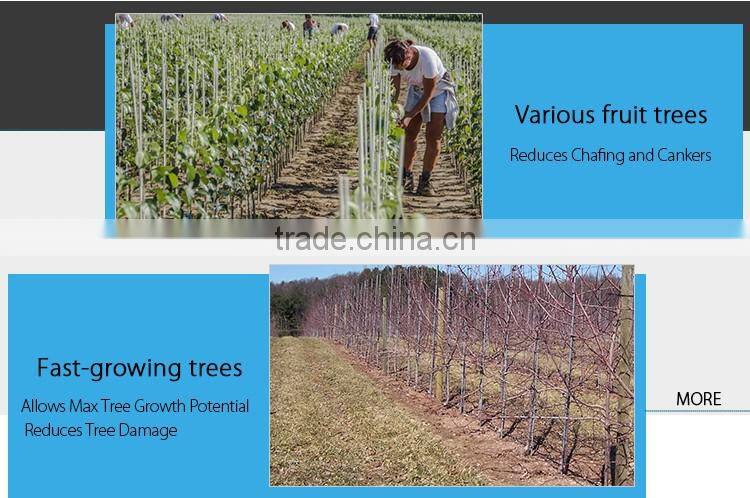 maintenance free cost effective nursery fruit trees