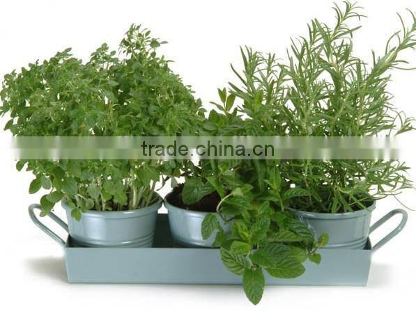 Set of 3 Planters Plant Pot Holders Small Bucket for Flower Pots With Tray