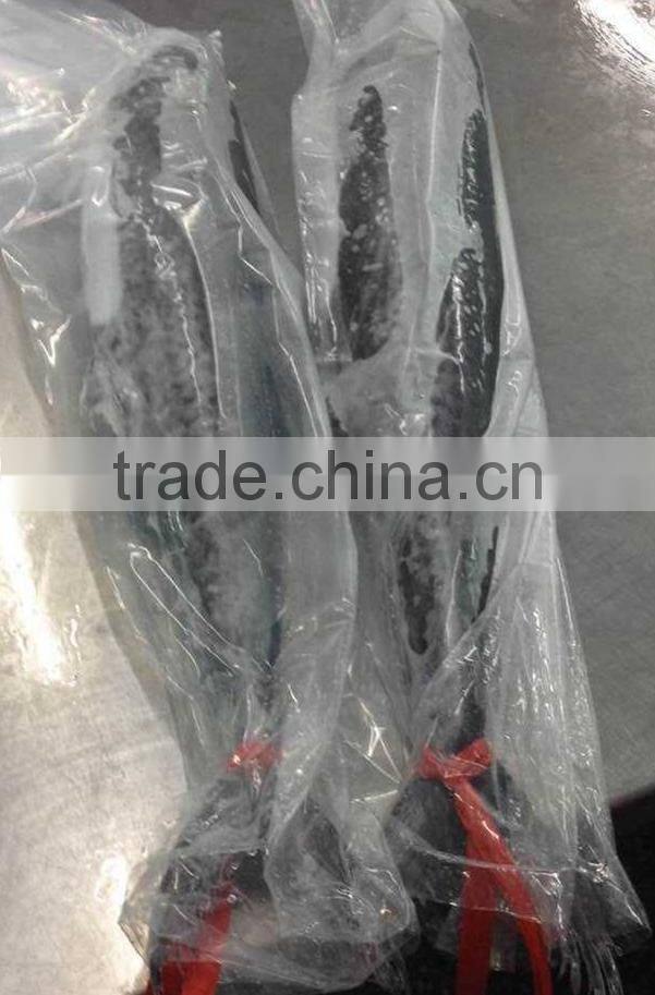 Frozen Style Horse Mackerel For Sale