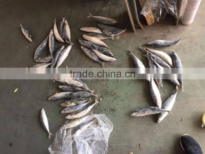 frozen mackerel 300-400g 2016