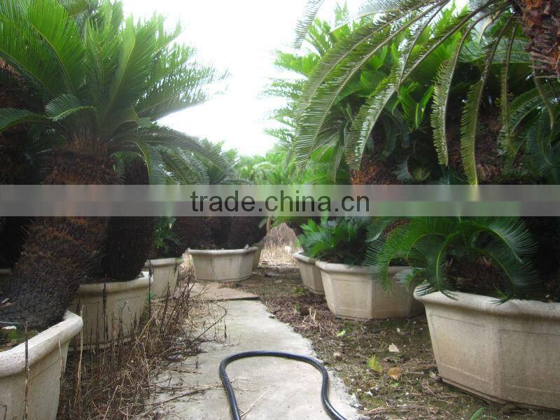 cycas revoluta multi-heads potted and rooted