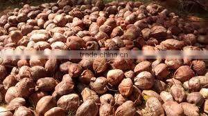 Fresh trimmed/undrimmed coconut