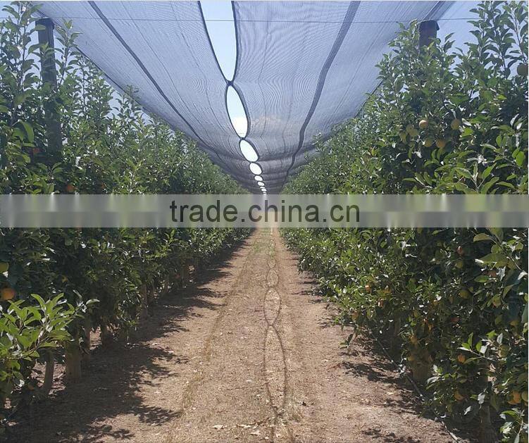 Nice fuji apple from China on sale for Bangladesh market