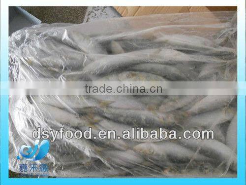 frozen fresh sardine